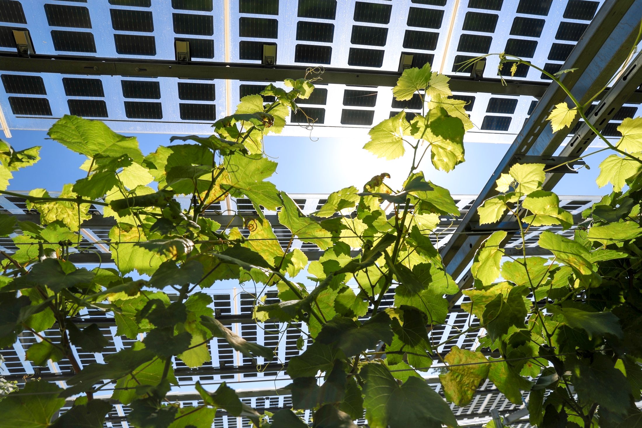 Zonlicht valt door een half-transparante agrivoltaïsche overkapping op het gewas