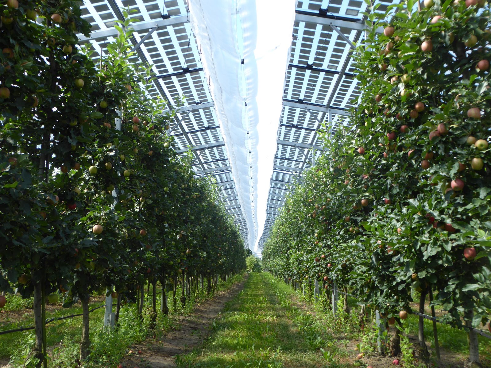 Agri-PV: half-transparante panelen op hoogte boven doorlopende gewasrijen (Kressbronn)